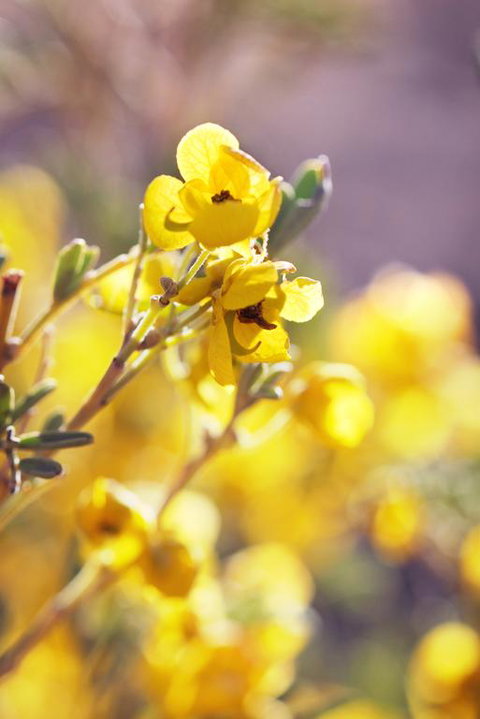 Pichi Richi Park - Tourism Gold Coast 3