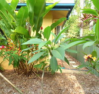 Rainforest Cottage Cairns - Tourism Gold Coast