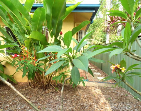 Rainforest Cottage Cairns - Tourism Gold Coast 0