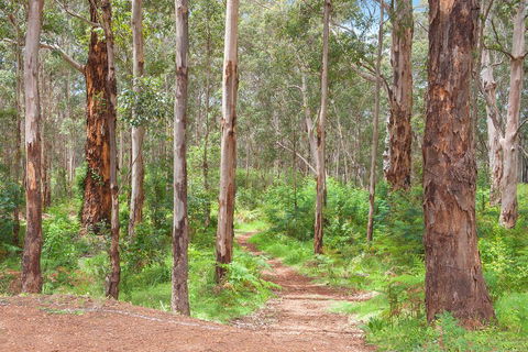Shiraz Studio - Tourism Gold Coast 1