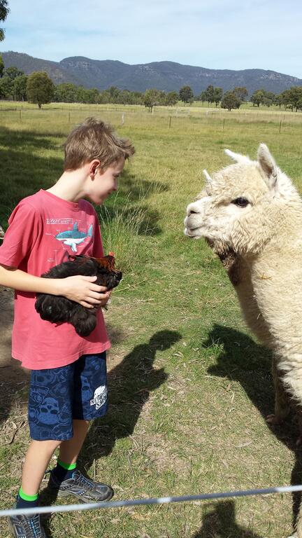 Starline Alpacas Farmstay Resort - Tourism Gold Coast 3