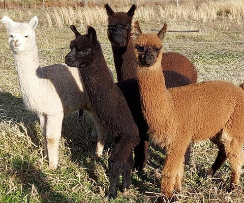 Straw House B And B - Tourism Gold Coast 1