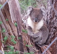 Stringybark Hills Retreat - Tourism Gold Coast