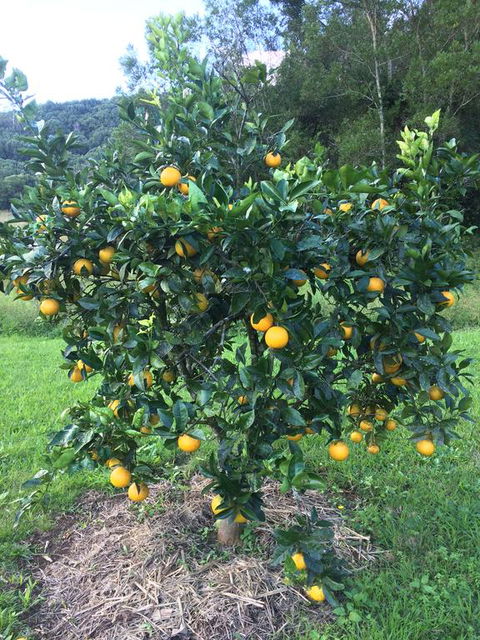 Terania Creek Farmstay - Tourism Gold Coast 2