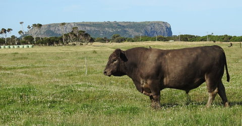 Ellie\'s Cottages - Tourism Gold Coast 40