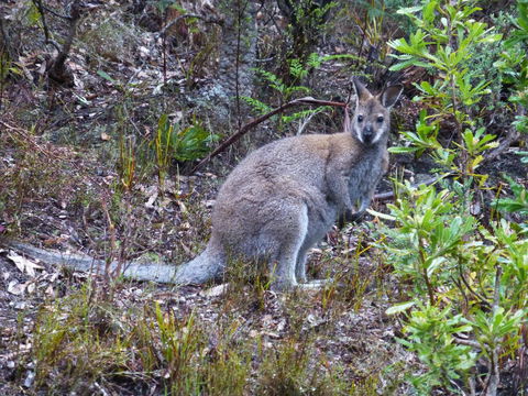 Eagles Rise Tasmania - Tourism Gold Coast 11