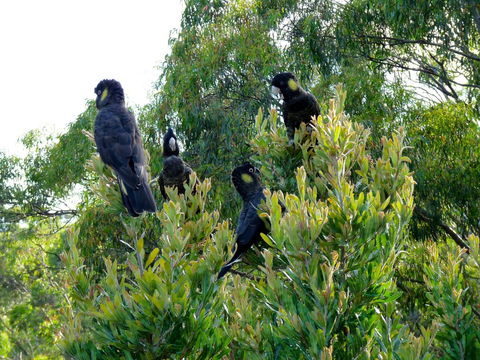 Eagles Rise Tasmania - Tourism Gold Coast 10