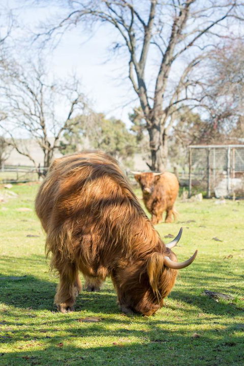 Ratho Farm - Tourism Gold Coast 4