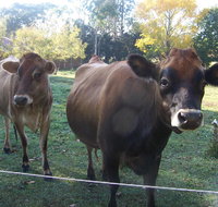 Drumreagh Bed  Breakfast Cabins - Tourism Gold Coast