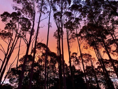 Lemonthyme Wilderness Retreat - Tourism Gold Coast 8