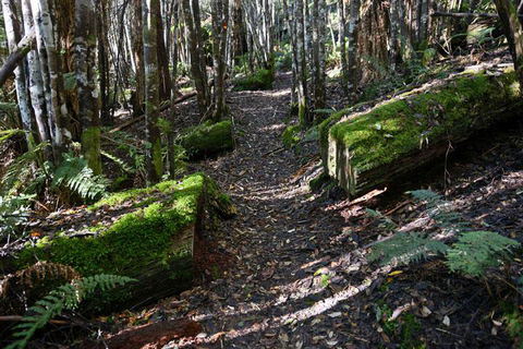Lemonthyme Wilderness Retreat - Tourism Gold Coast 22