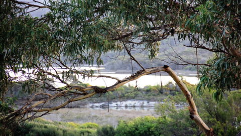 KINGFISHER COTTAGE Beachfront At The Binalong Bay - Tourism Gold Coast 17