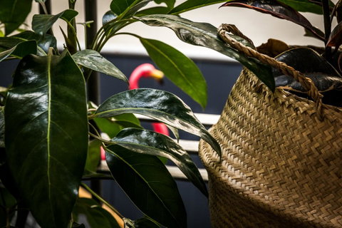 Alabama Hotel Hobart - Tourism Gold Coast 25