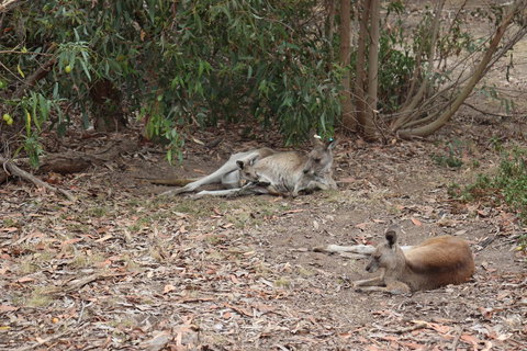 Great Ocean Road Resort - Gold Coast 17