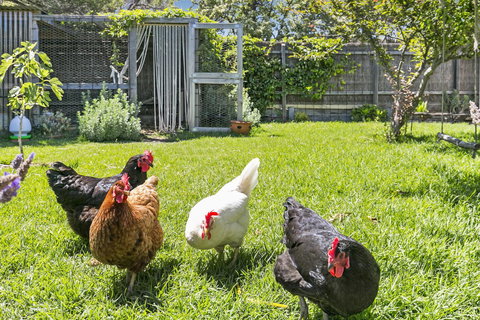 Bilinga Cottages - Tourism Gold Coast 16