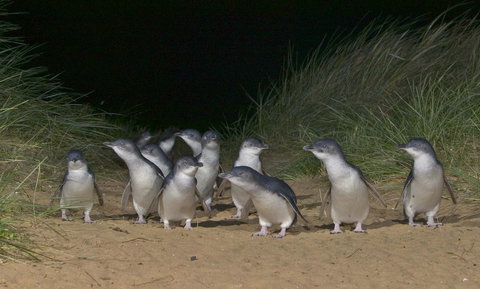 Phillip Island Apartments - Gold Coast 13