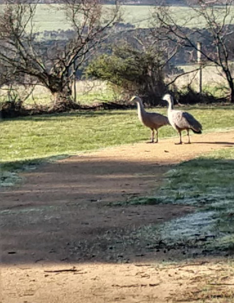 Rural 5 Star Villa\'s With Resort Amenities - Gold Coast 6