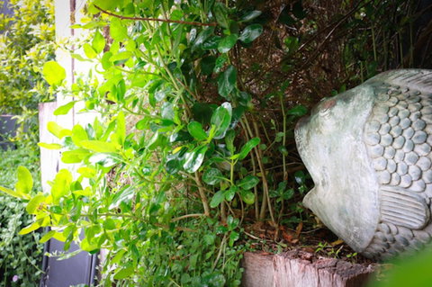 Capella Villa No. 4 - Stunning Luxury Decor Inside And Out - Tourism Gold Coast 15