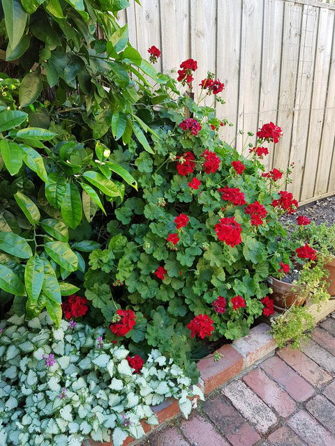 Healesville House - Fig Tree House - Tourism Gold Coast 18