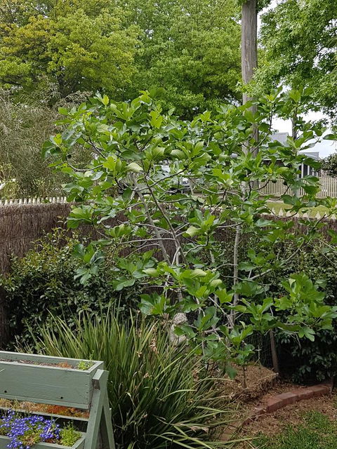Healesville House - Fig Tree House - Tourism Gold Coast 20