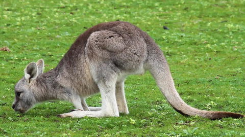 Limosa Rise - Tourism Gold Coast 17