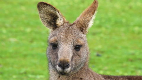 Limosa Rise - Tourism Gold Coast 16