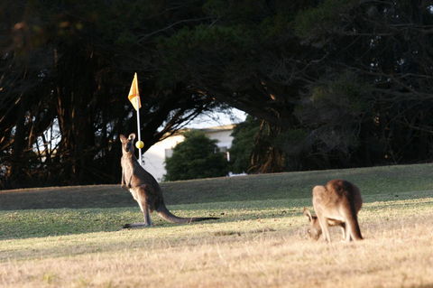 Lakeside At Mallacoota - Tourism Gold Coast 37