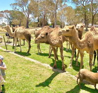 The Funny Farm - Animals / Churchhouse / Amazing Experience - Tourism Gold Coast