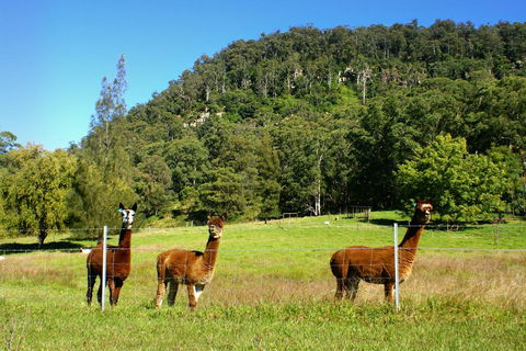 The Heavens Mountain Escape - Tourism Gold Coast 2