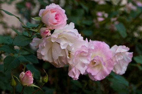 The Noble Grape Guesthouse - Tourism Gold Coast 1