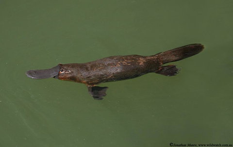 The Pond Cottage - Tourism Gold Coast 1