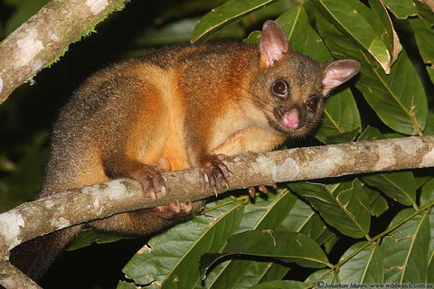 The Pond Cottage - Tourism Gold Coast 2