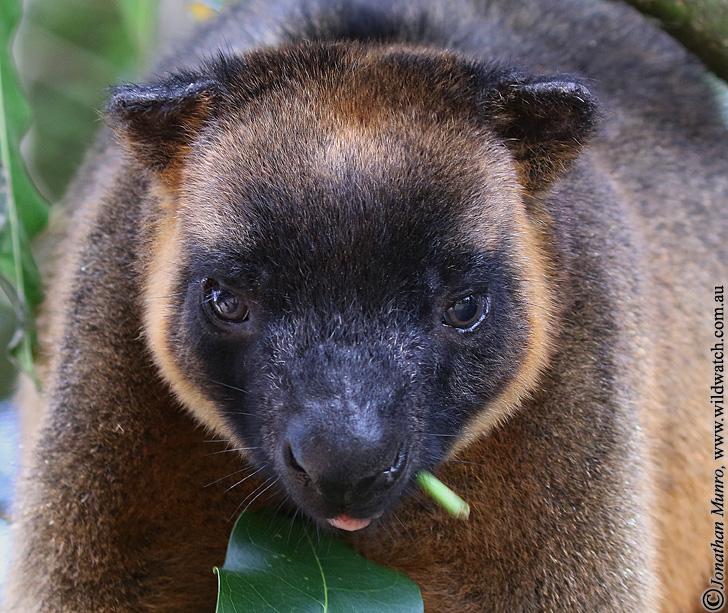Kaban QLD Tourism Gold Coast