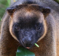 The Pond Cottage - Tourism Gold Coast