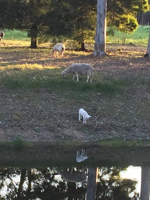 Tree Of Love Farm Stay - Gold Coast 2