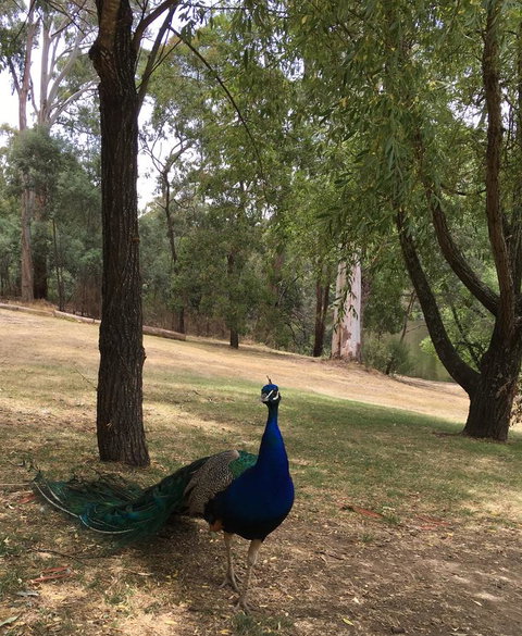 Daydream Cottage - Gold Coast 23