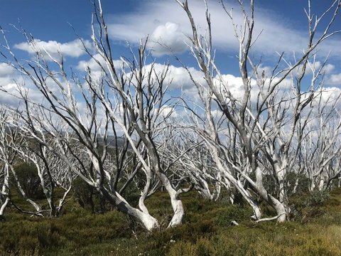 Alpine Aspects - Tourism Gold Coast 37