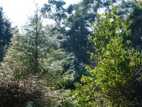 Alpine Aspects - Tourism Gold Coast 8