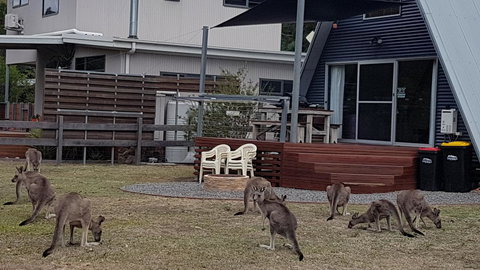 The A-Frame - Gold Coast 3