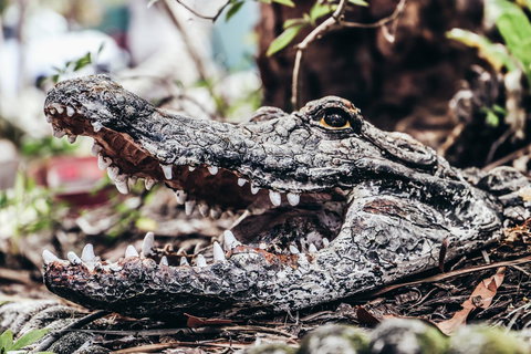 Cool Bananas Backpackers - Gold Coast 42