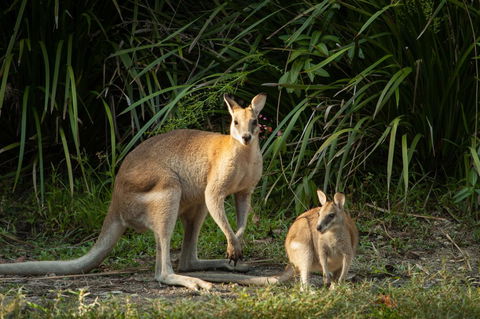 Thala Beach Nature Reserve - Tourism Gold Coast 2