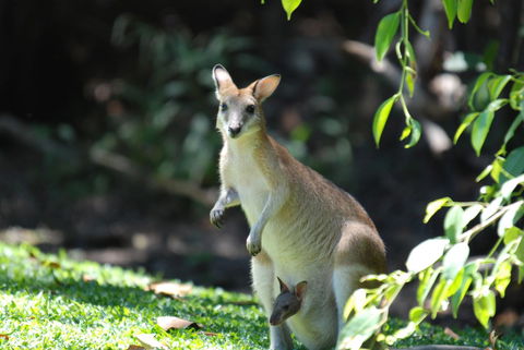 Sanctuary Palm Cove - Tourism Gold Coast 6