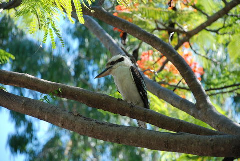 Sanctuary Palm Cove - Tourism Gold Coast 7