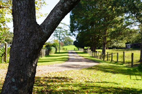 McCarthy Grove Maleny - Tourism Gold Coast 3