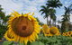 Palm Royale Cairns - thumb 2