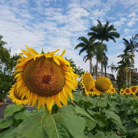 Palm Royale Cairns - Tourism Gold Coast 2