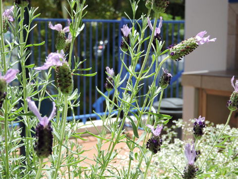 Surfers Beach Resort One - Tourism Gold Coast 0