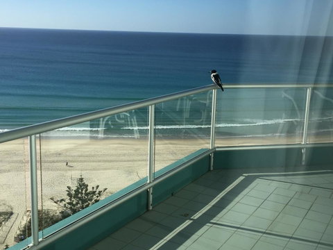 Ocean Plaza Resort - Tourism Gold Coast 28