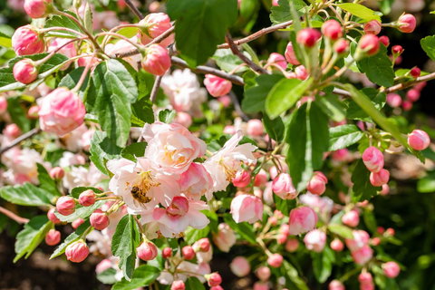 Apple Blossom Cottages - Tourism Gold Coast 3