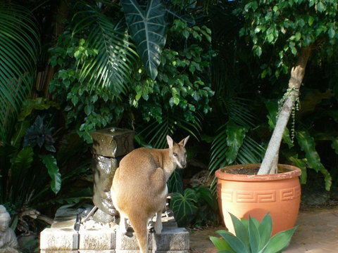 Bluewater Bed & Breakfast Cairns - Tourism Gold Coast 22